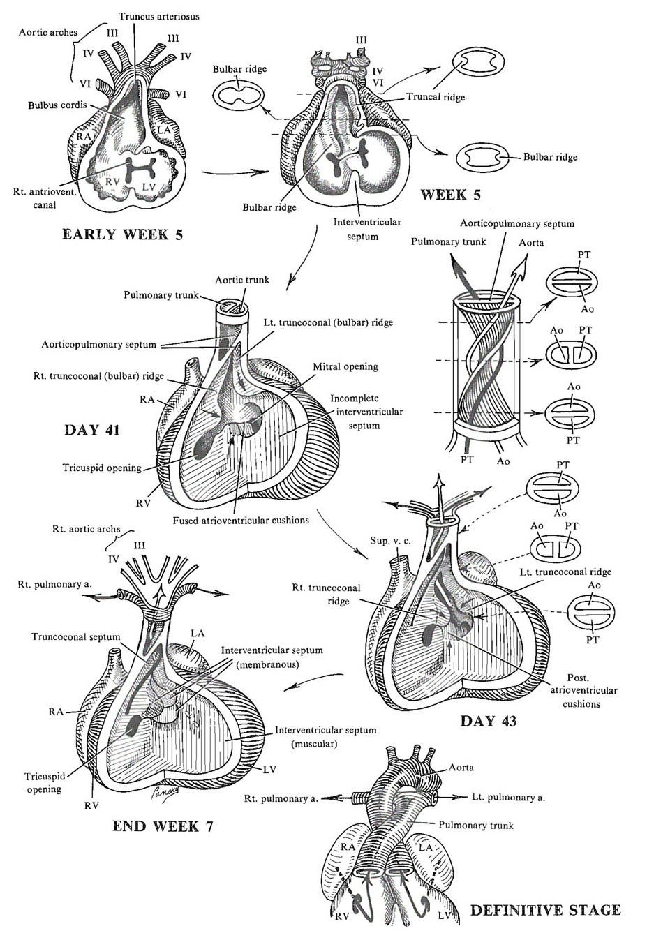 心球及动脉干的分隔
