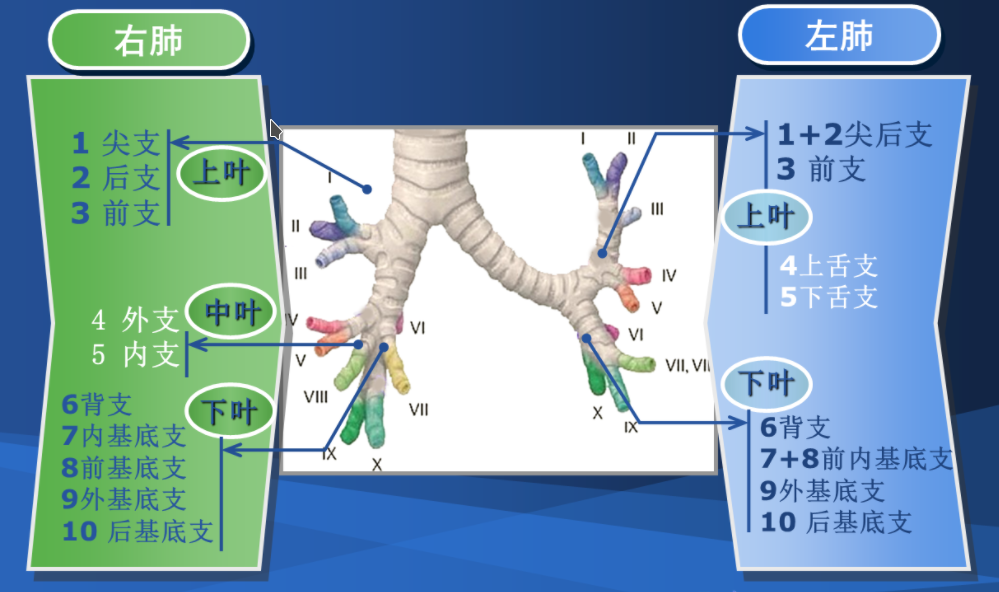 气管及肺段支气管