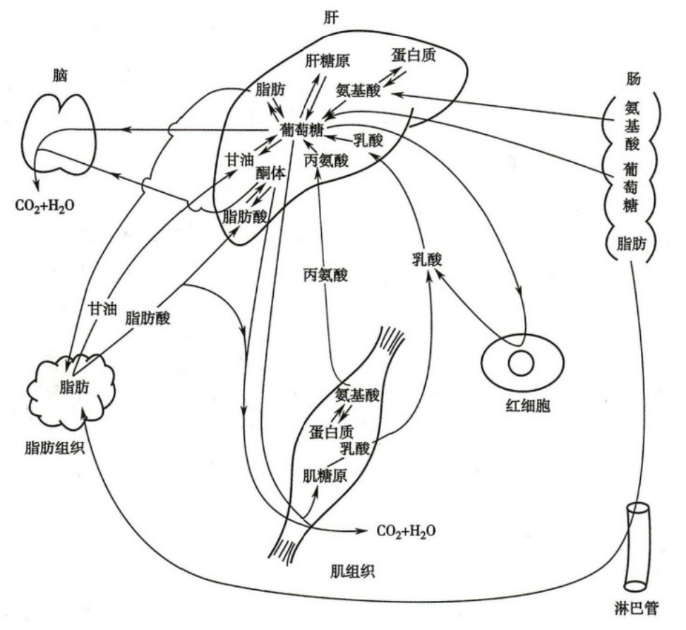 人体内主要器官代谢特点