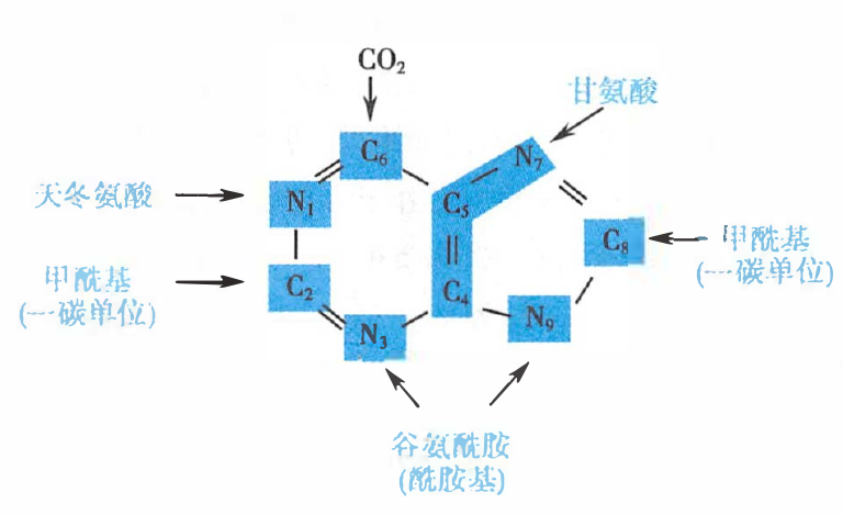 嘌呤核苷酸从头合成的元素来源
