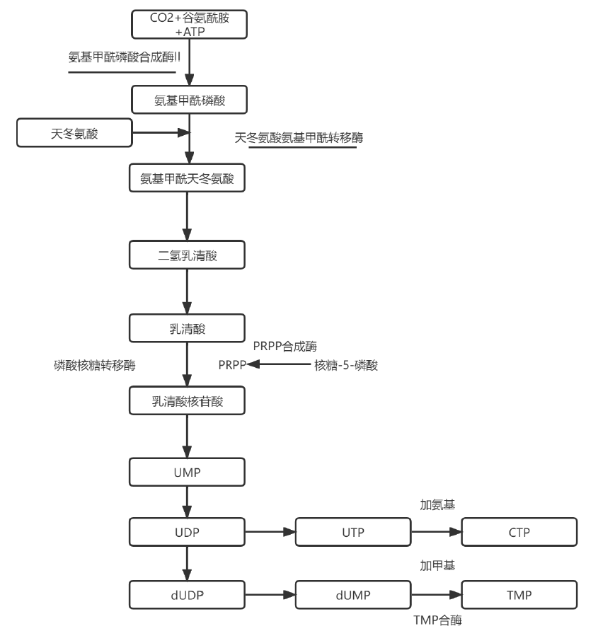 嘧啶核苷酸从头合成