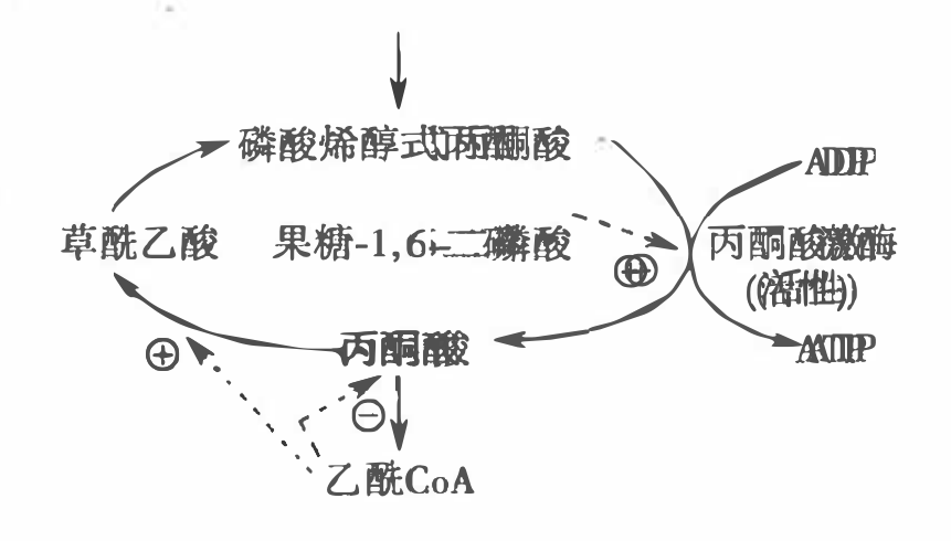 糖异生与糖酵解调节的第二个底物循环