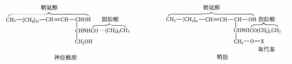 神经酰胺和鞘脂