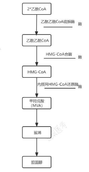 胆固醇合成