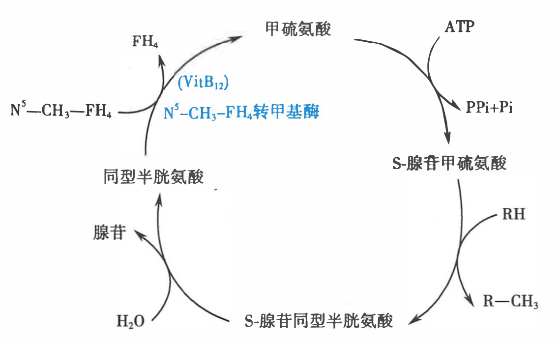 甲硫氨酸循环