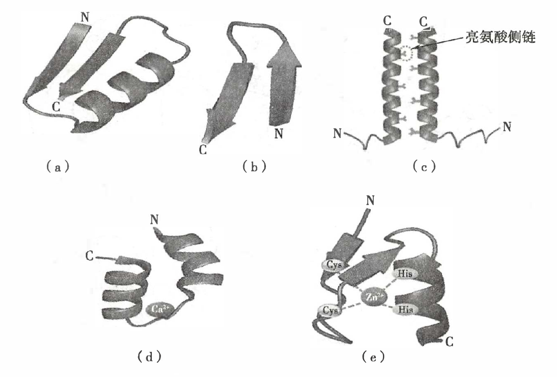 蛋白质超二级结构与模体