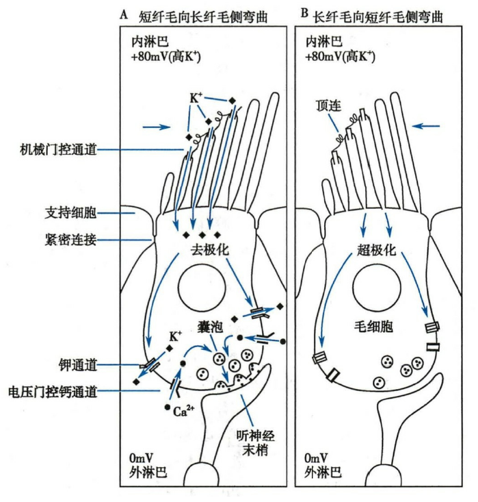 机械门控通道在毛细胞信号转导中的作用