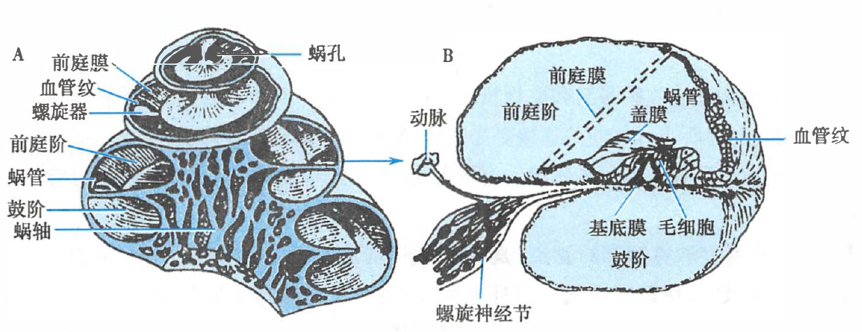 耳蜗纵切面（A）和耳蜗管横切面（B）示意图