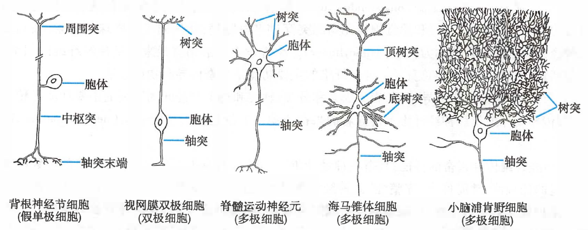 哺乳动物神经系统中几种不同类型的神经元模式图