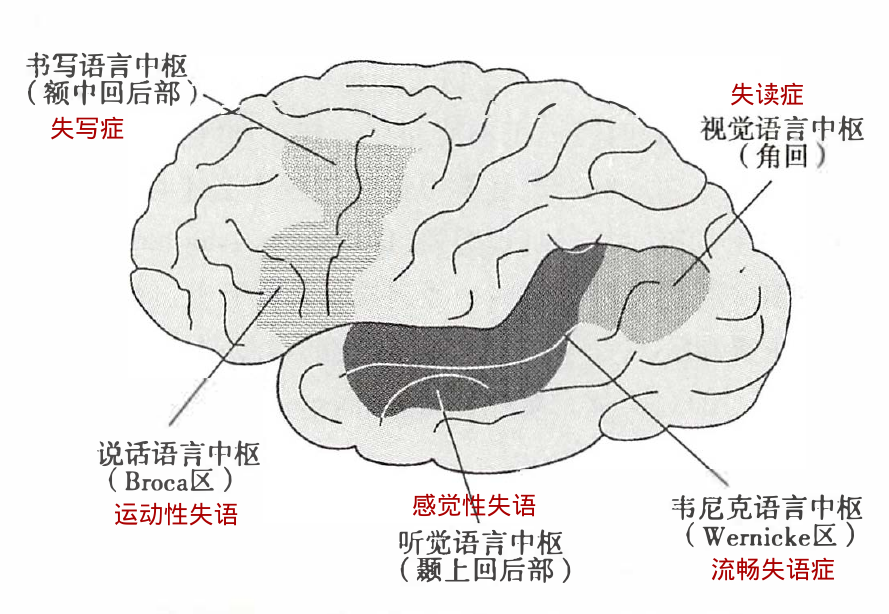 人类大脑皮层语言功能区域示意图
