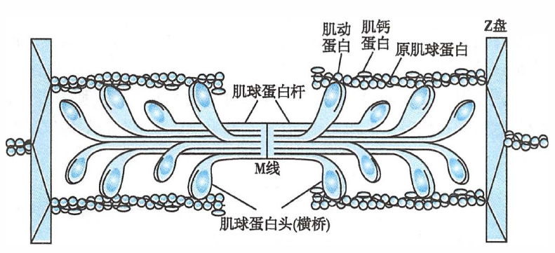 肌丝的分子结构
